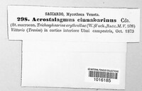 Acrostalagmus luteoalbus image